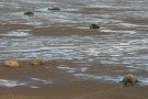 Seals On The Muddy Sand